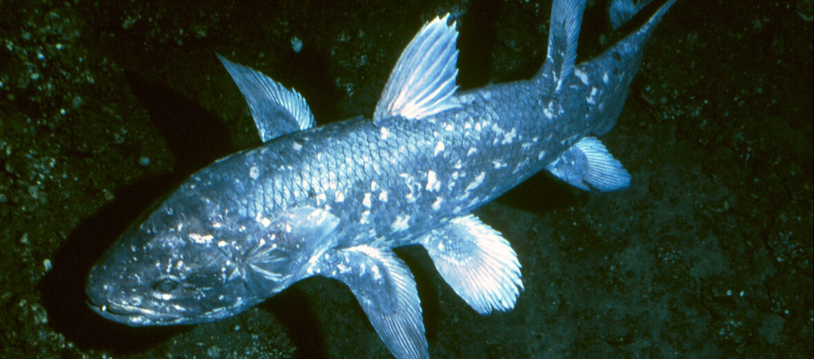 coelacanth