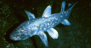 coelacanth