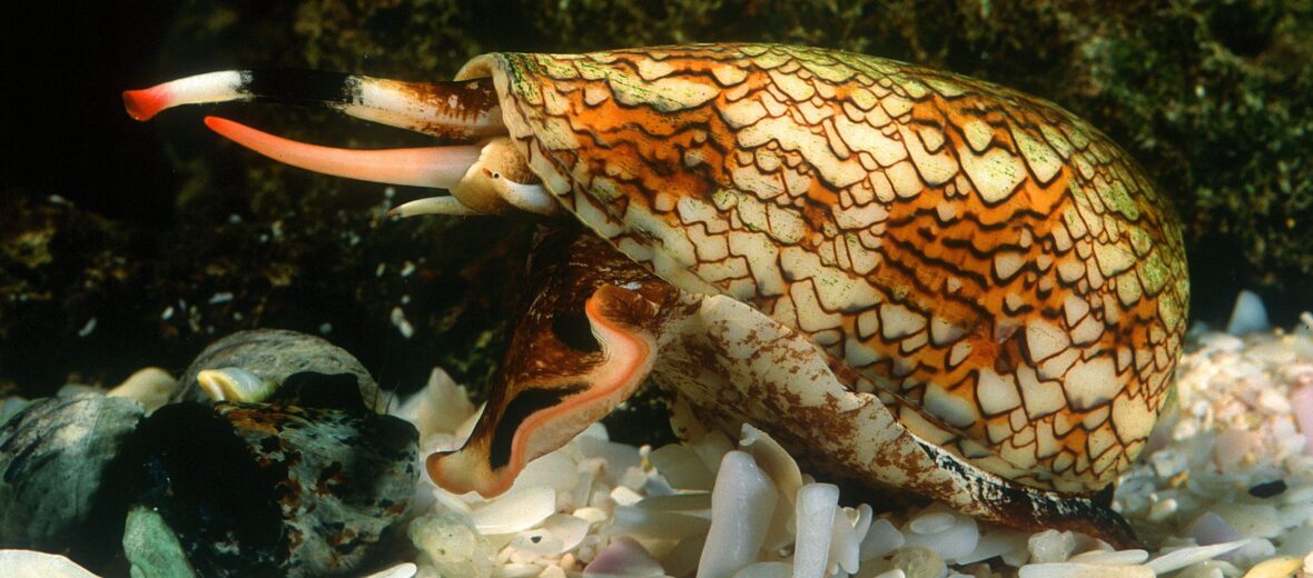 cone snail dart