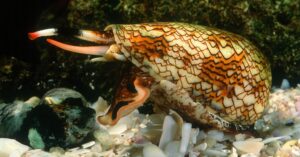 cone snail