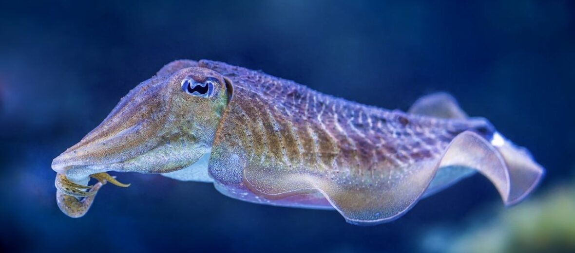 cuttlefish