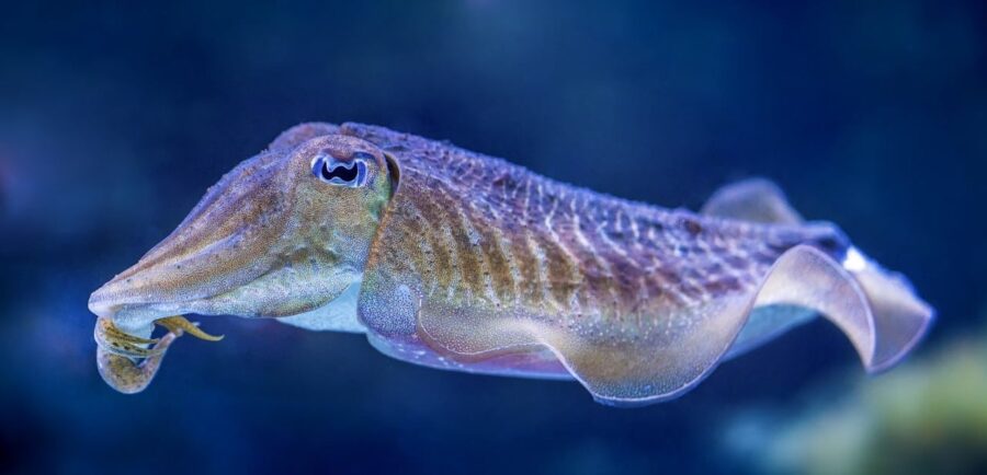 Have a Cuddle with a Cuttlefish | Critter Science