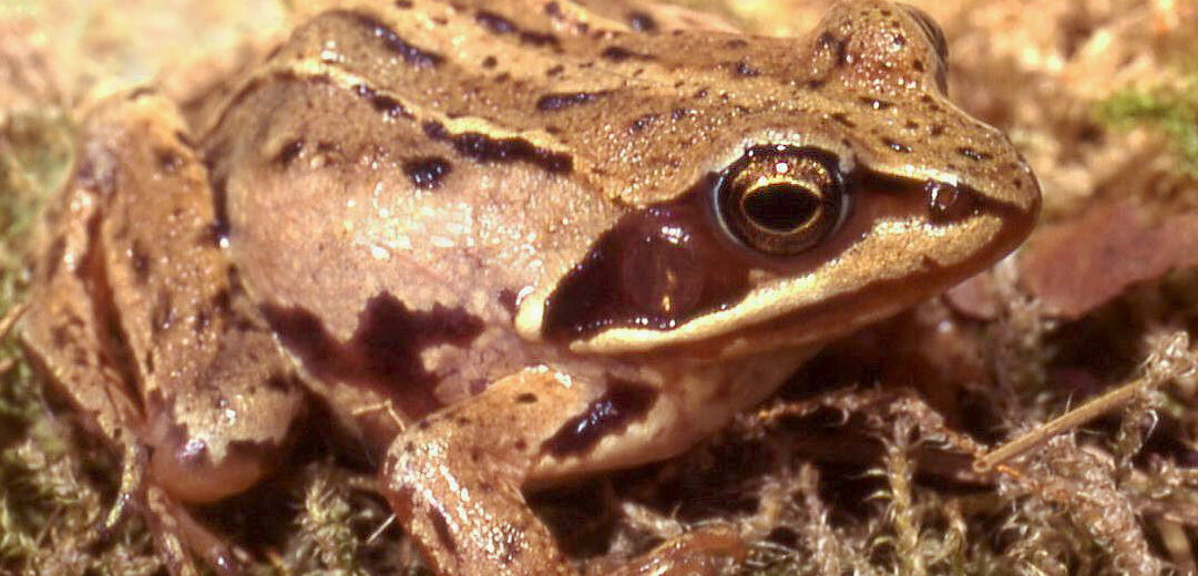 moor frog