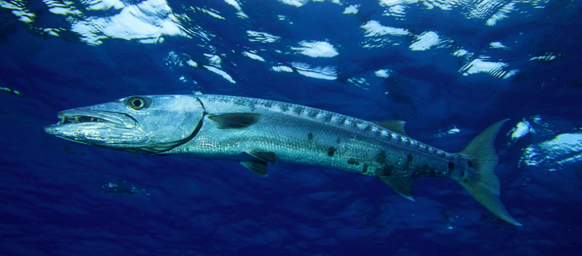 Best gear to fish Great Barracuda, (Sphyraena Barracuda)