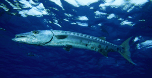 great barracuda