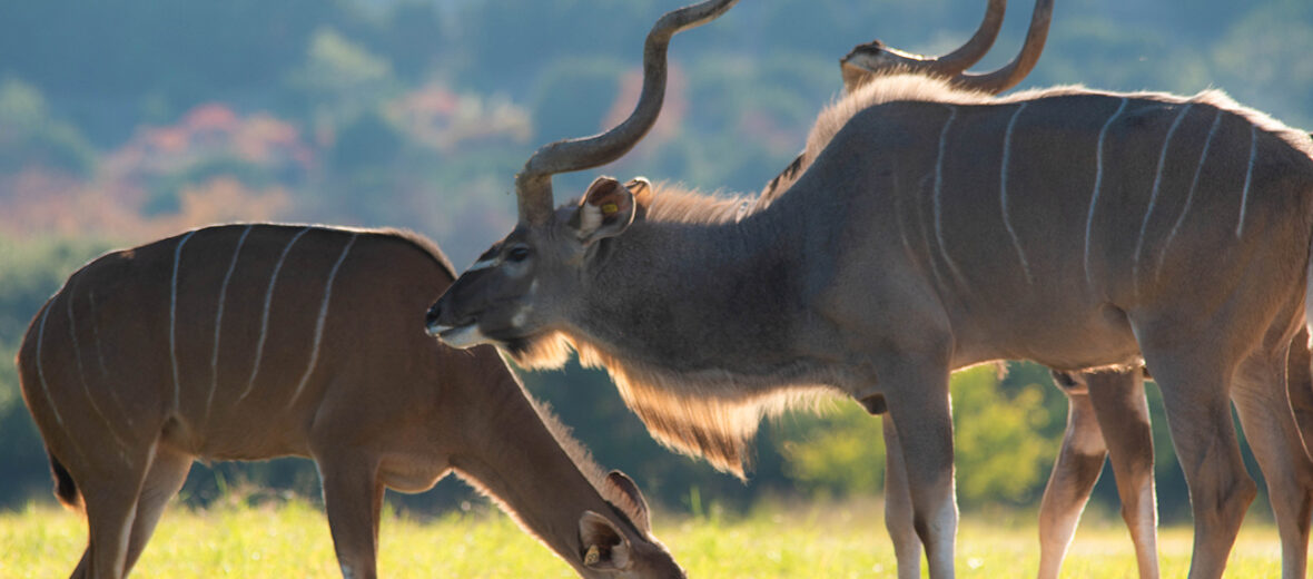 greater kudu