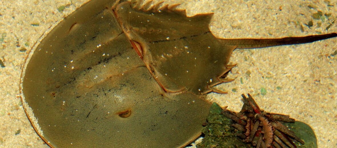 horseshoe crab, Critter Science