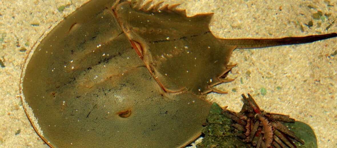 horseshoe crab