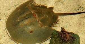 horseshoe crab