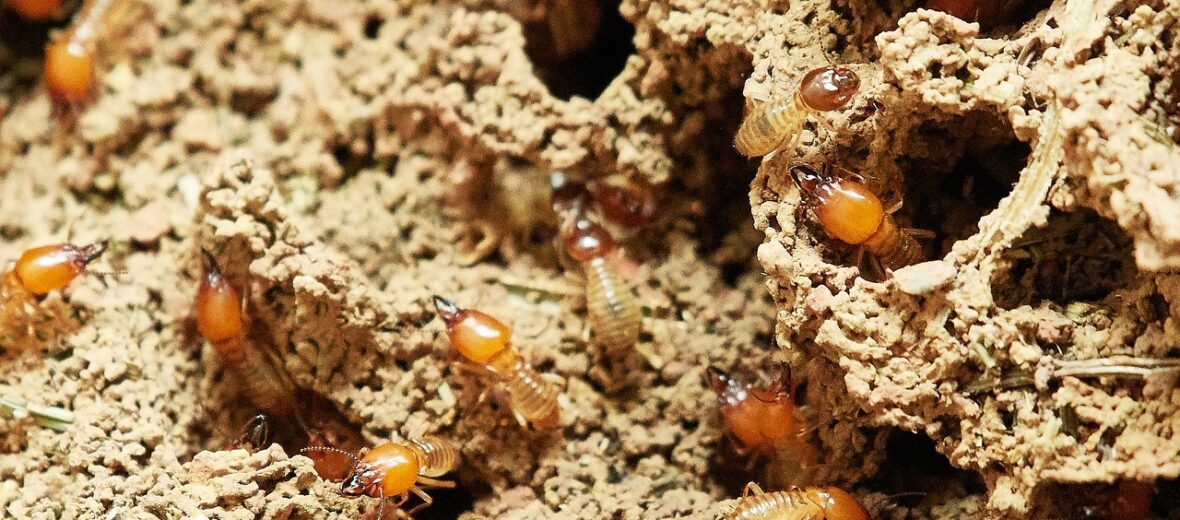 mound building termites