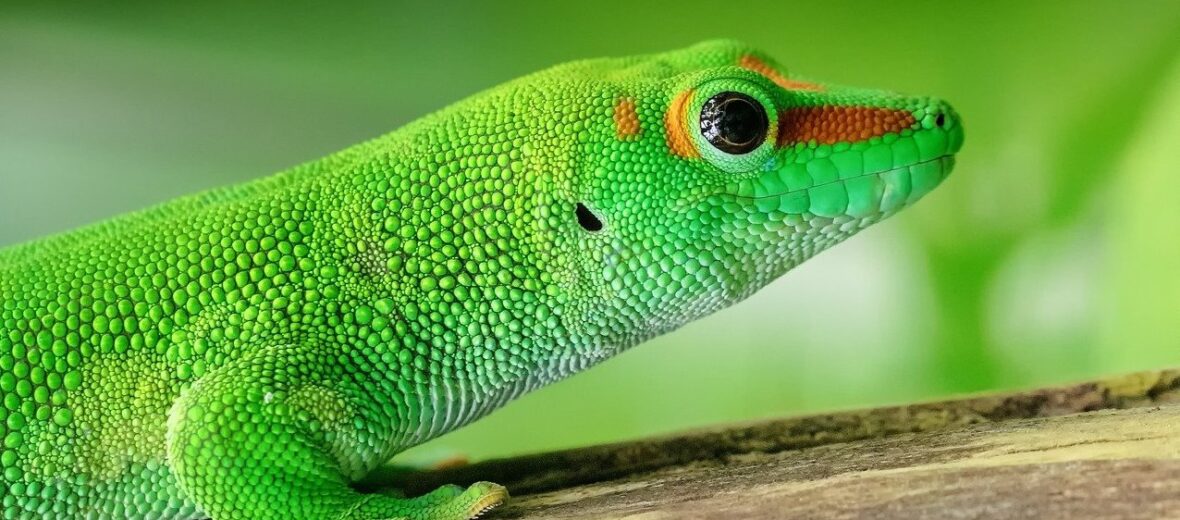 Madagascar day gecko