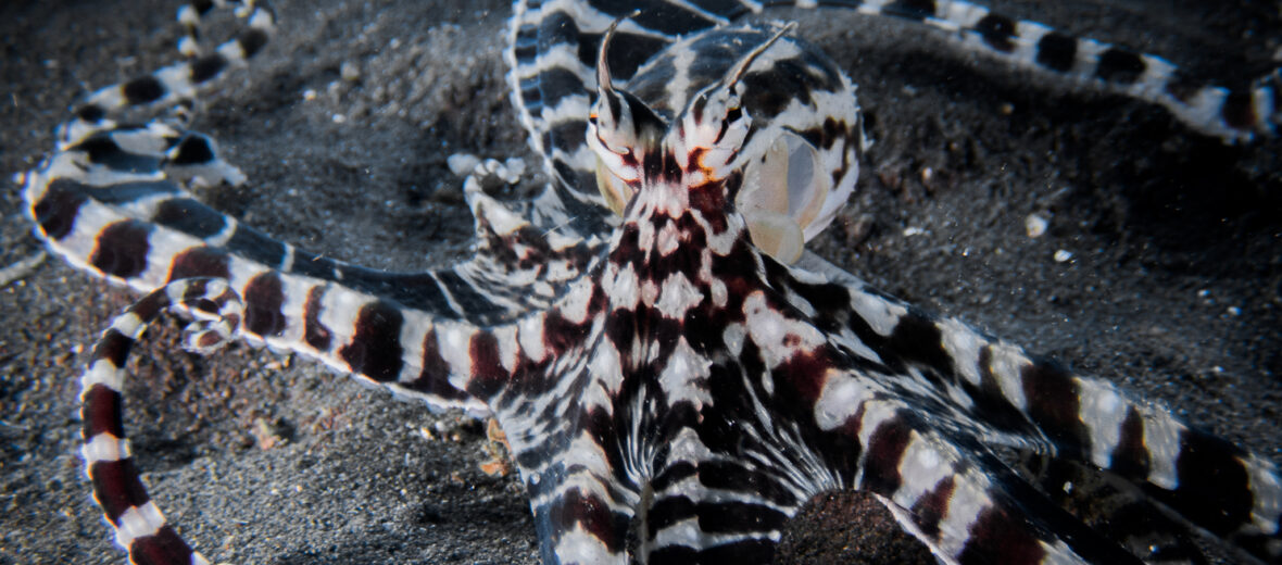 mimic octopus, Critter Science
