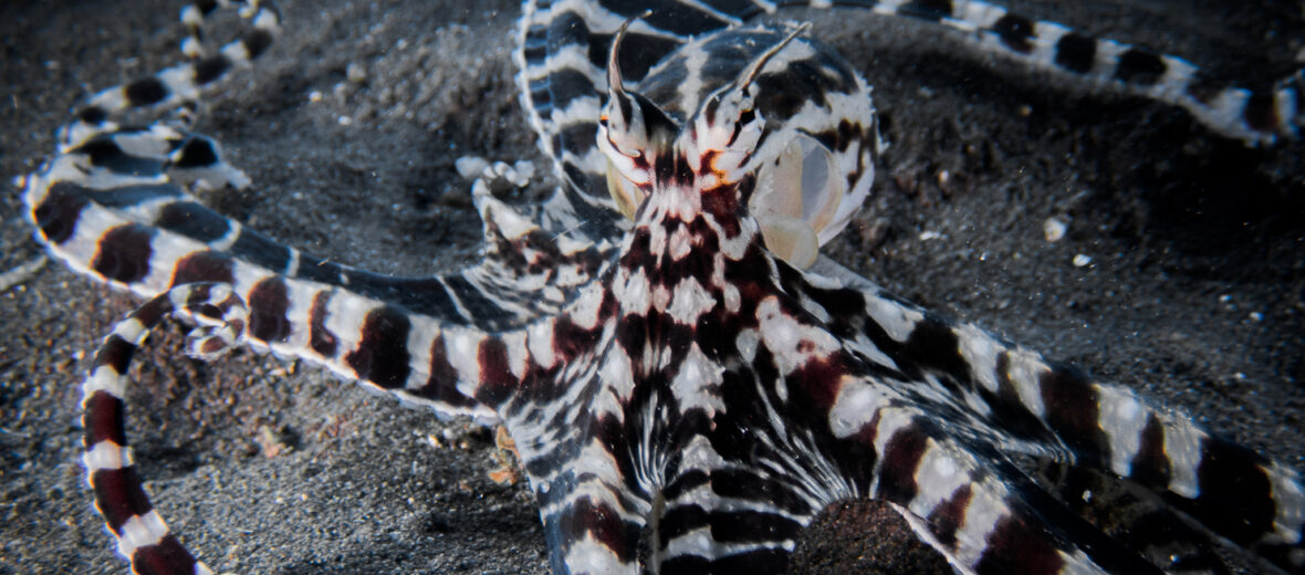 mimic octopus