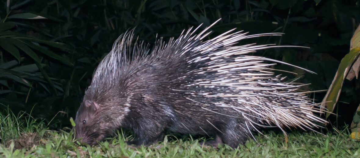 Malayan porcupine