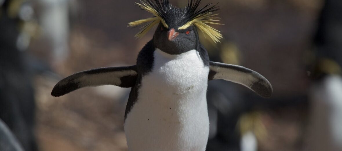 northern rockhopper penguin