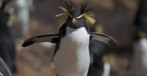 northern rockhopper penguin
