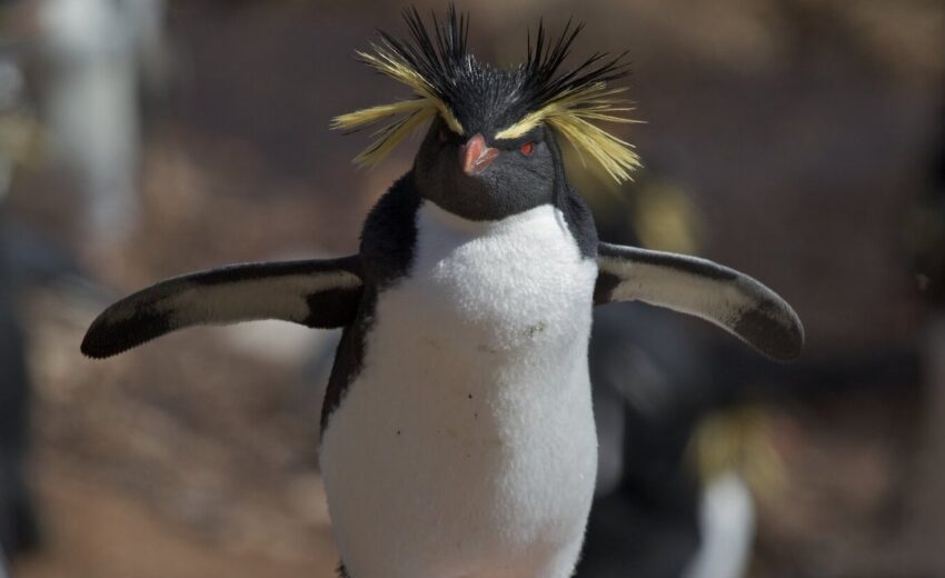 northern rockhopper penguin