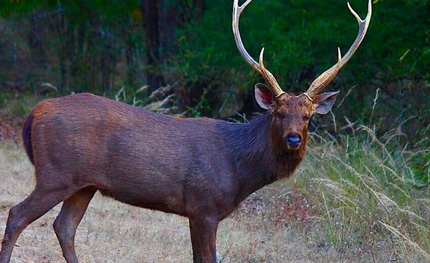 Sambar deer Archives | Critter Science