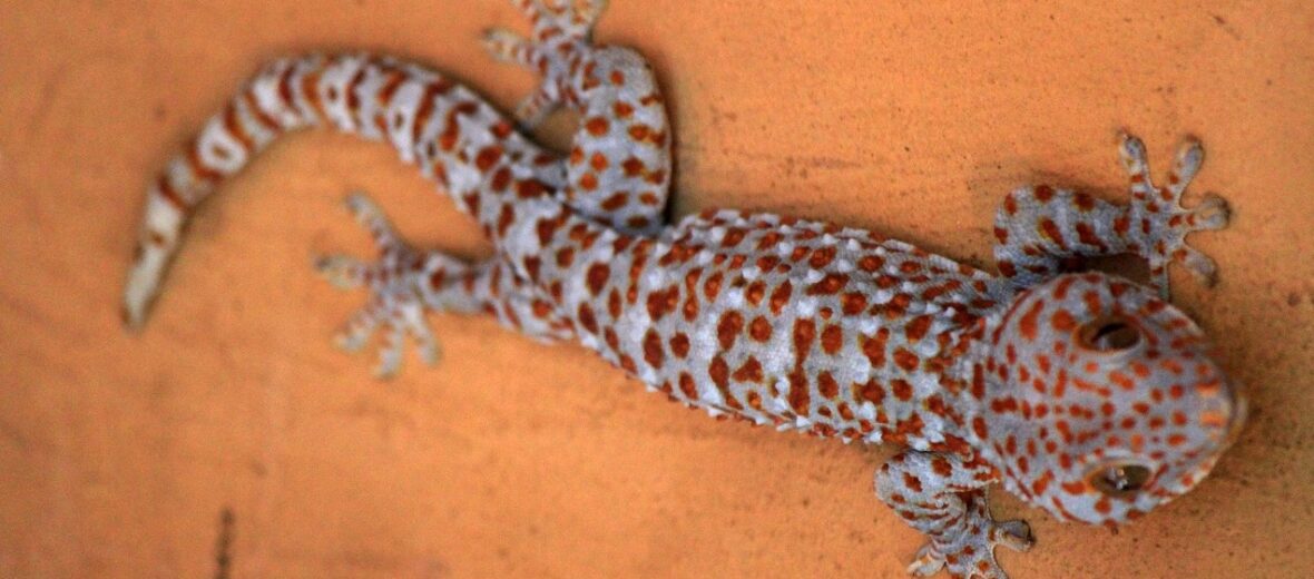 Tokay gecko