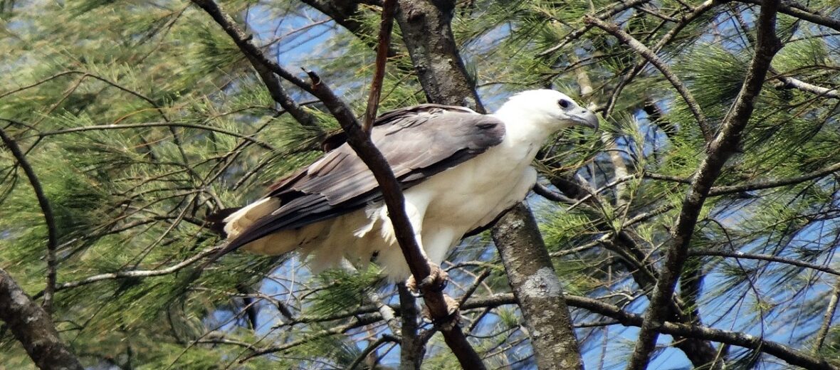 white-bellied sea eagle