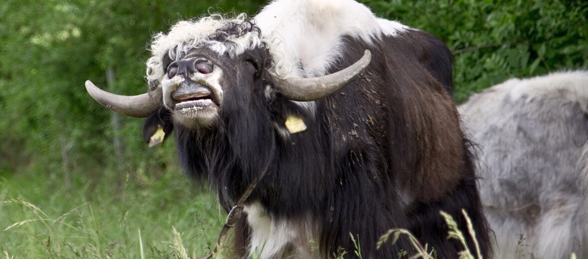 The Himalayan Yak – Critter Science