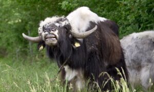 yak