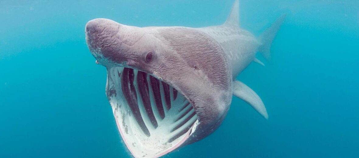 what do basking sharks eat