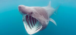 basking shark