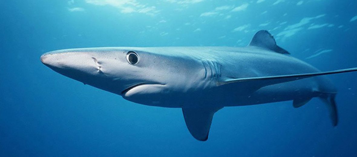 The Migratory Blue Shark Critter Science The Migratory Blue Shark Critter Science