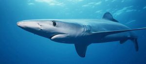 blue shark