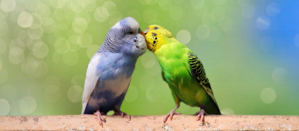 budgerigar