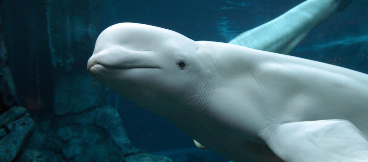 beluga whale