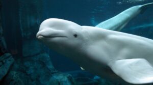beluga whale
