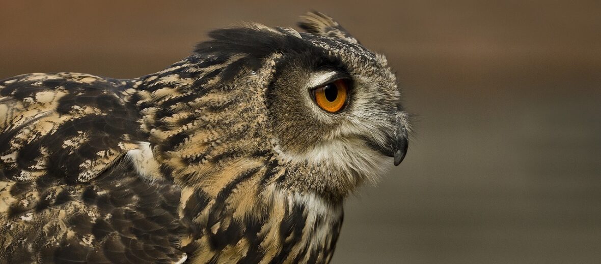 Eurasian eagle-owl, Critter Science
