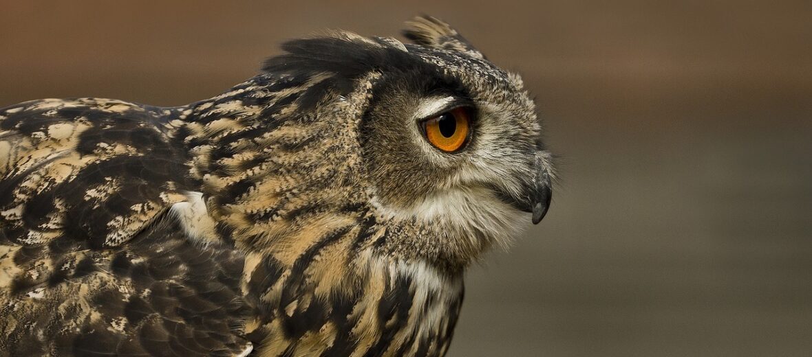 Eurasian eagle-owl