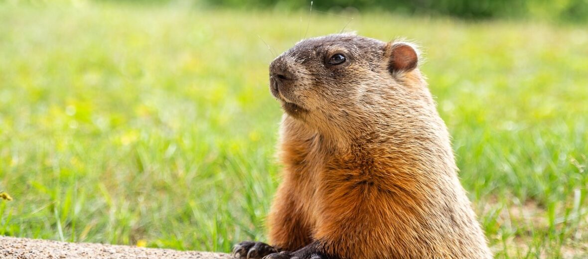 groundhog, Critter Science