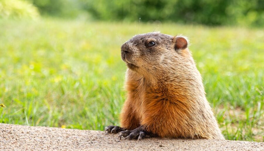 The Weather Forecasting Groundhog | Critter Science