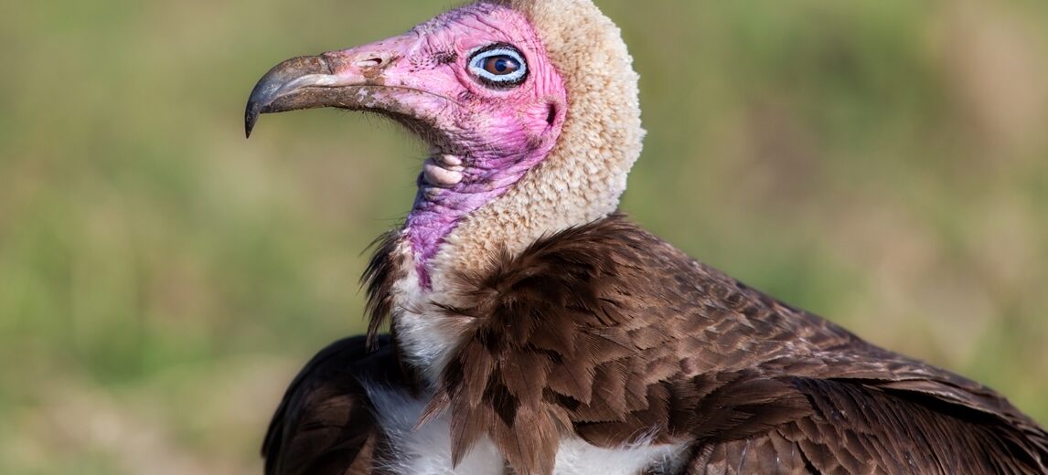 hooded vulture