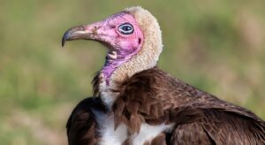 hooded vulture