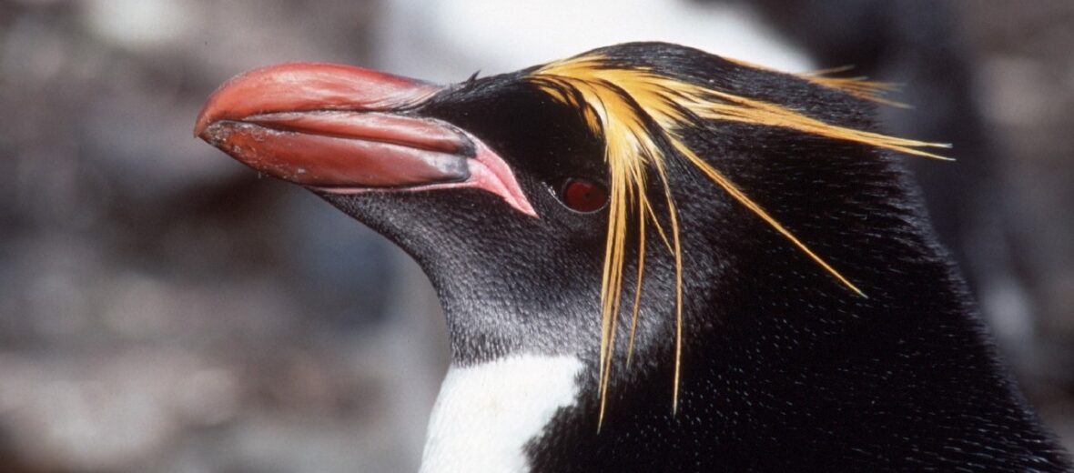 macaroni penguin