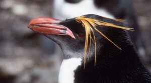 macaroni penguin