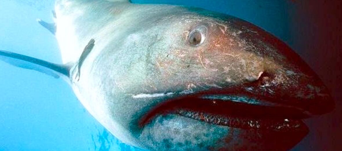 megamouth shark