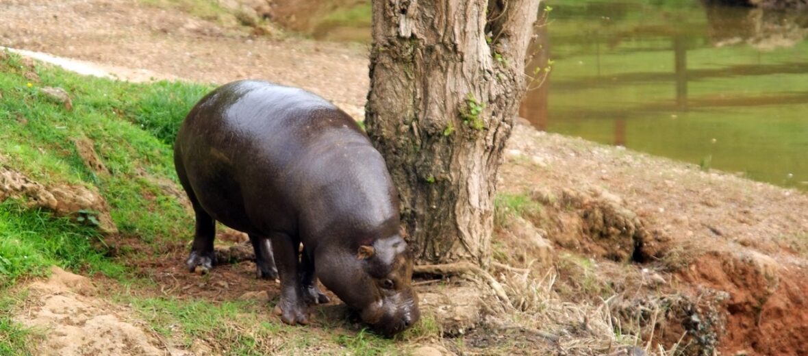 pygmy hippopotamus