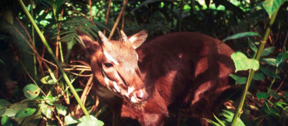 The Unique Saola