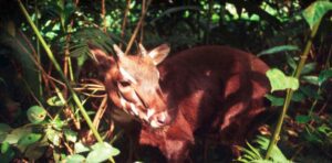 saola