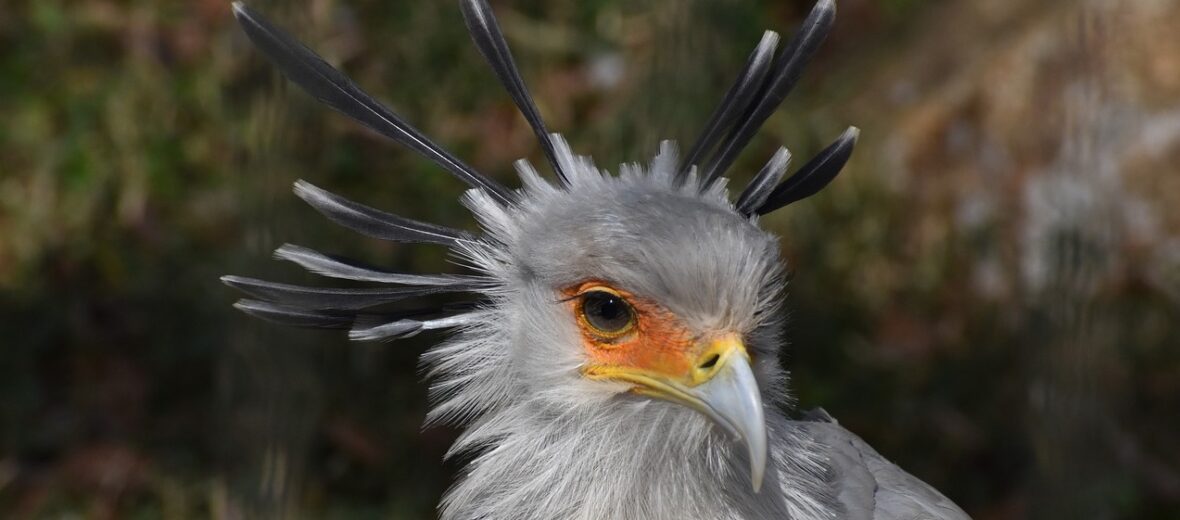 secretary bird