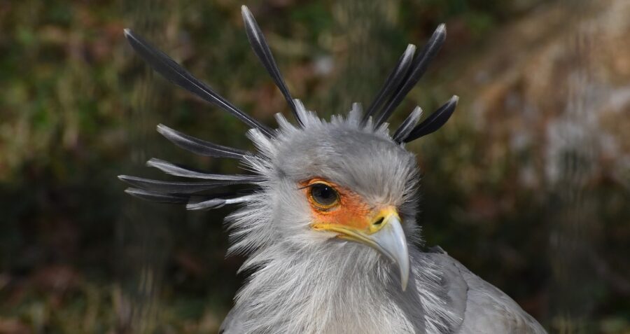 secretary bird plush