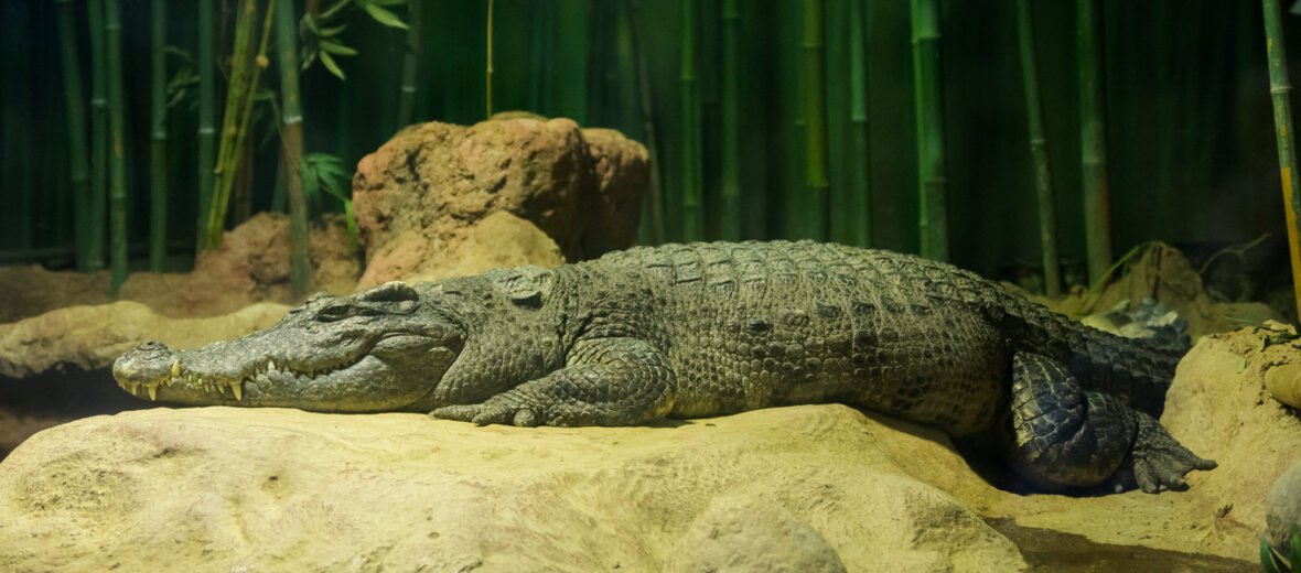 Siamese crocodile