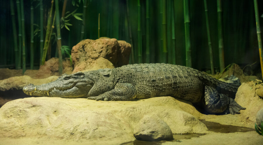 6 Facts About the Endangered Siamese Crocodile