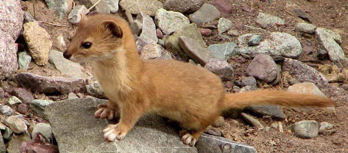 Siberian weasel